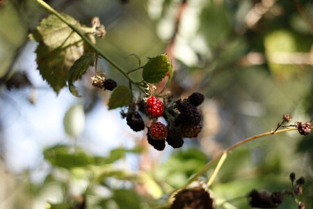Nature garden healthy