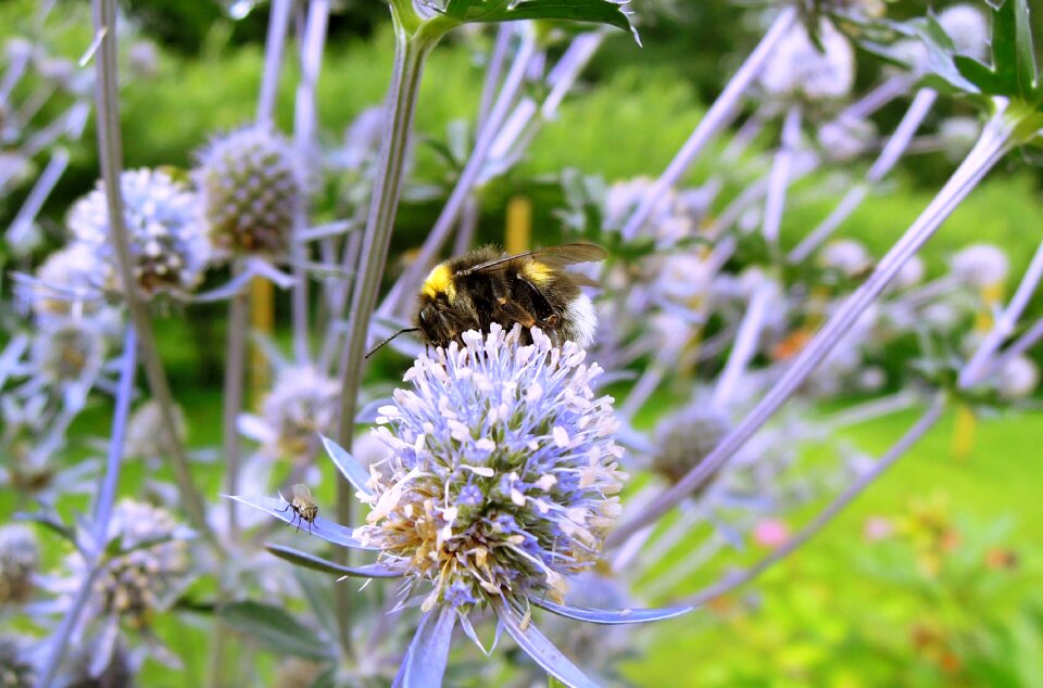 Animal nature flower