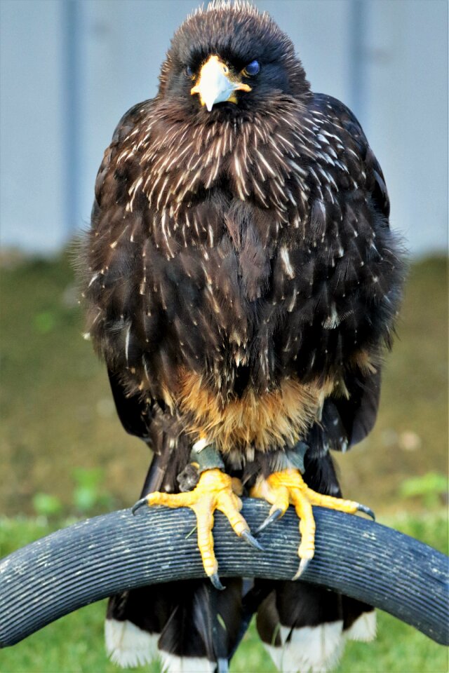 Animal wildlife crested
