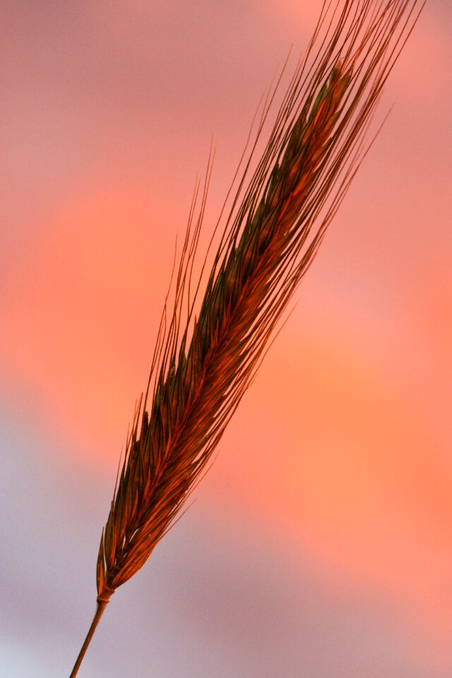 Crop landscape farm