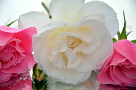 Roses fragrant photo