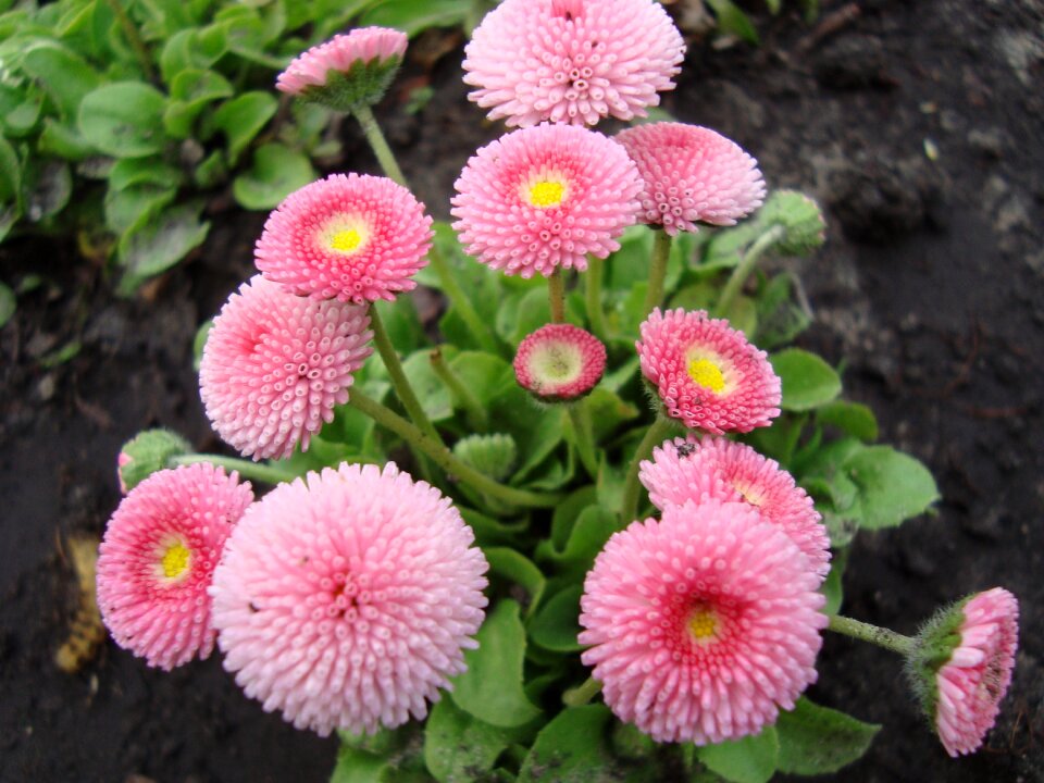 Ornamental plant flower bed botanical