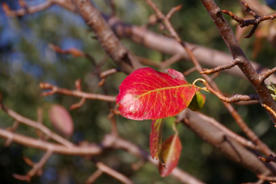 Winter however pear leaf