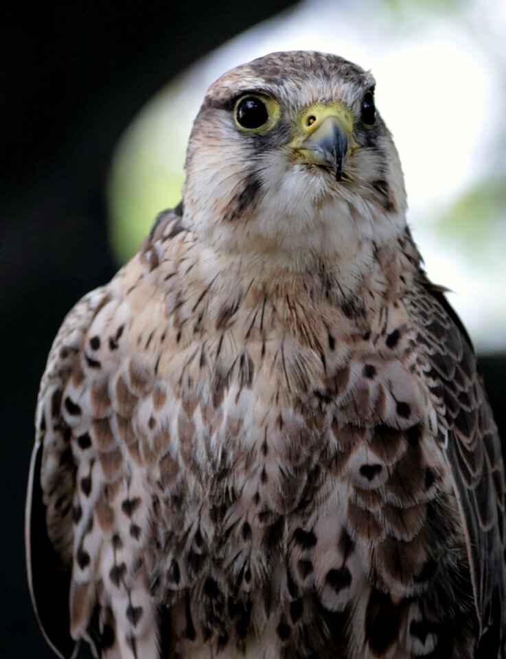 Predator raptor prey