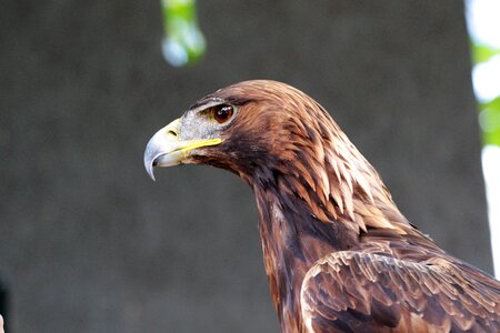 Bird animal wild