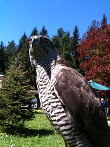 Bird of prey raptor falkner photo