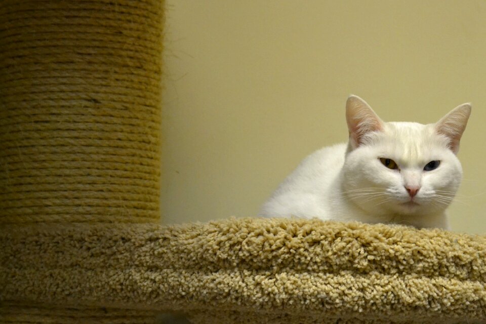 White cat view pet