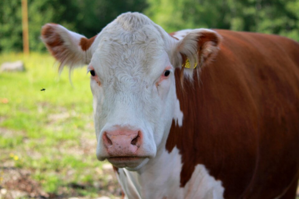 Farm summer animal