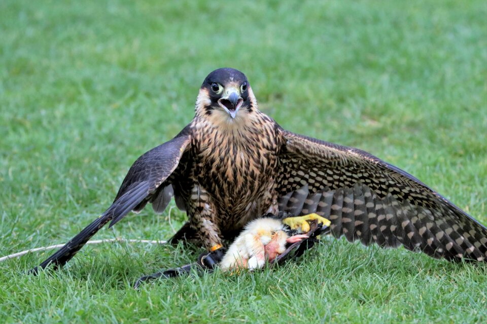Predator nature raptor
