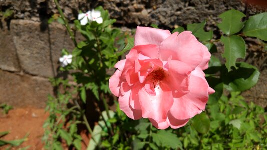 Pink tea pale rosa