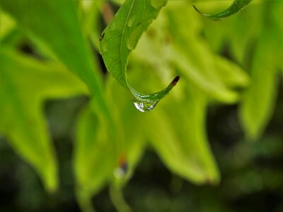 Nature green