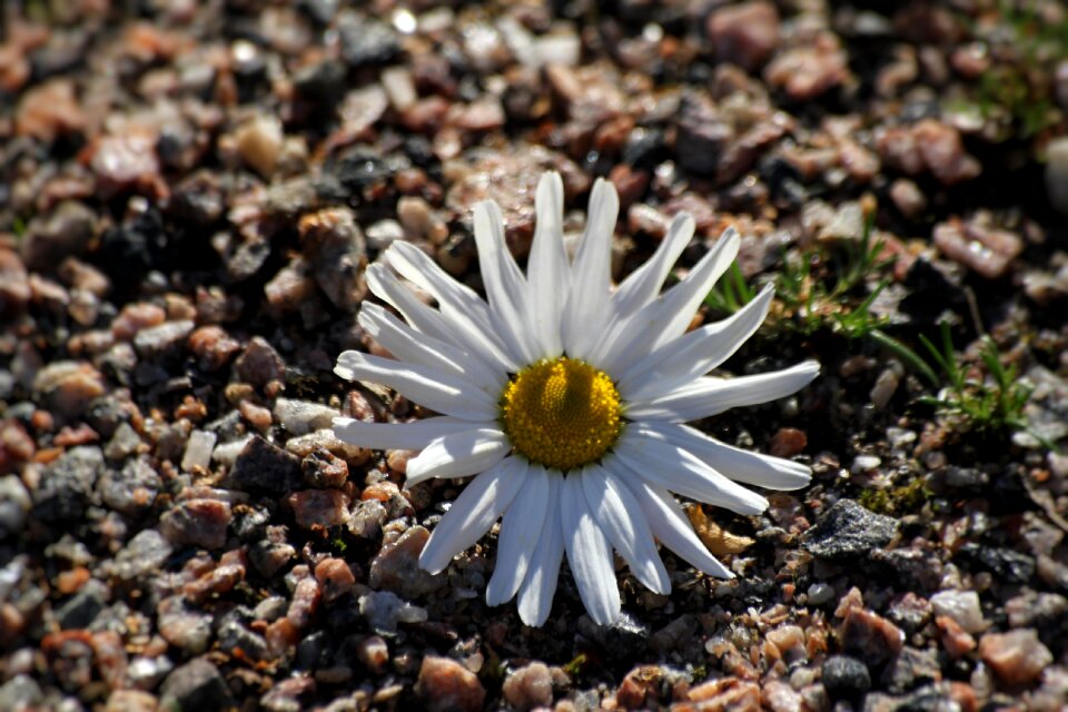 Summer spring white flower