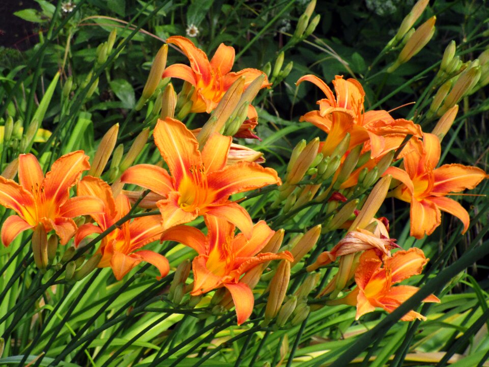 Flowers orange plant