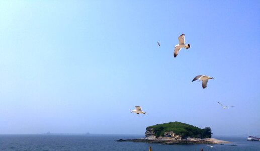 Seagull daebudo beach