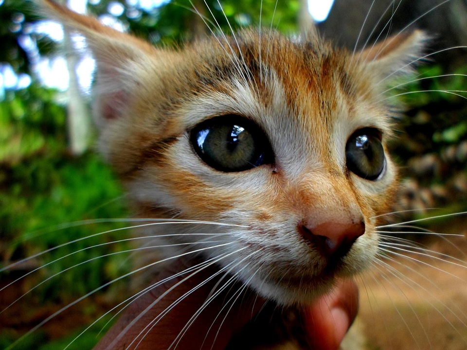Pet feline animal