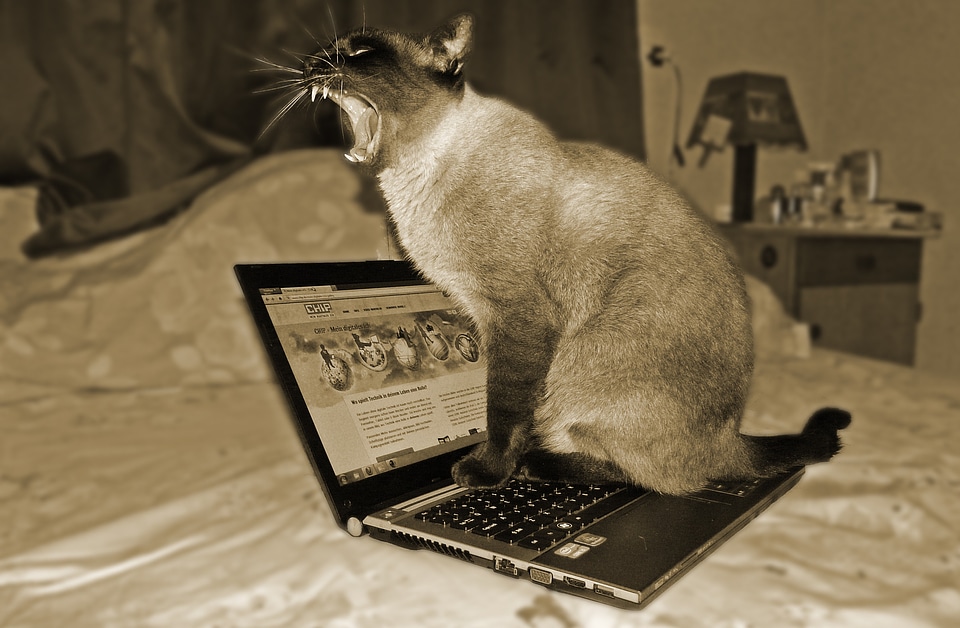 Pet animal computer science
