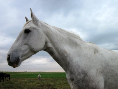Sky animal horse head