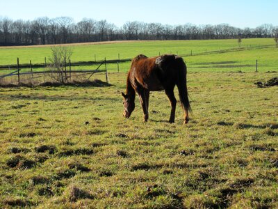 Eat meadow fences photo