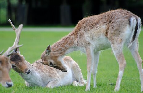 Antler growth
