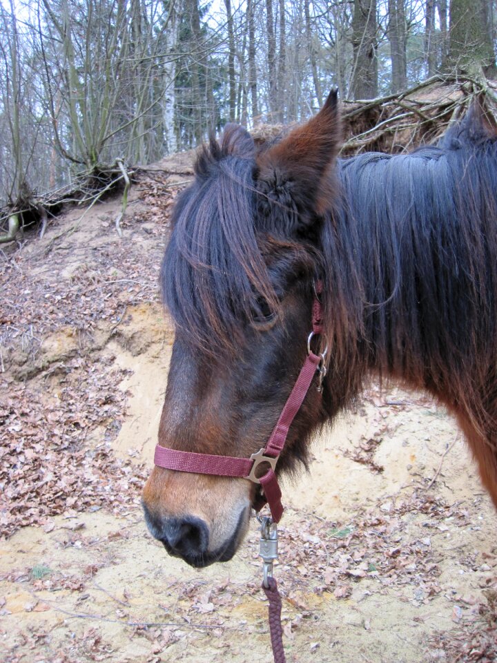 Halter animal horse head