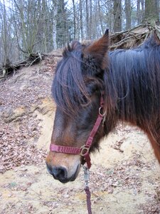 Halter animal horse head