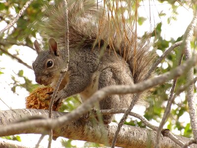 Animal wildlife tail photo