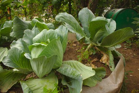 Organic growing harvest