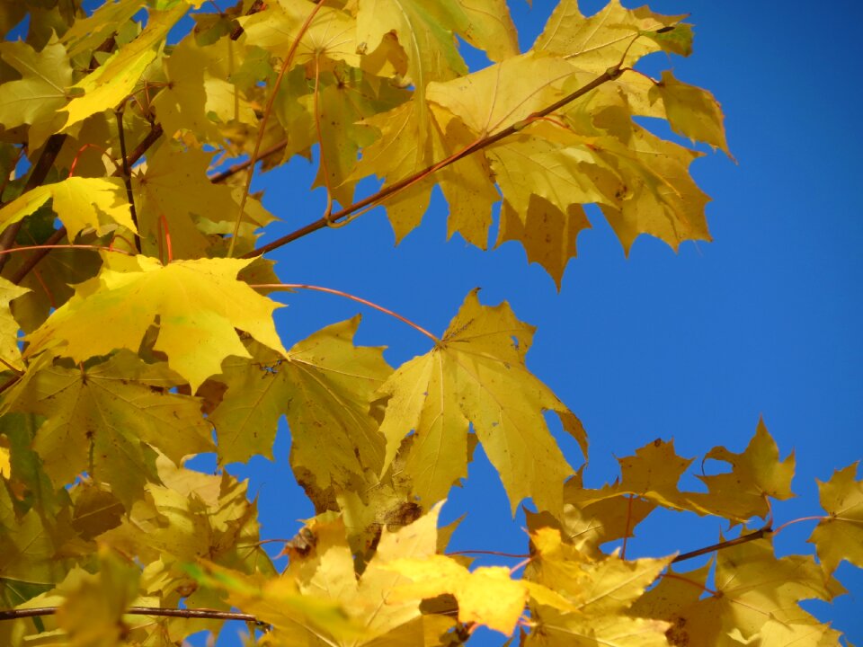 Autumn foliage sky