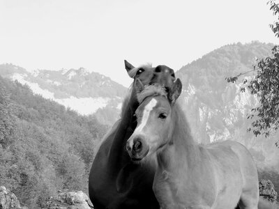 Foal son affection photo