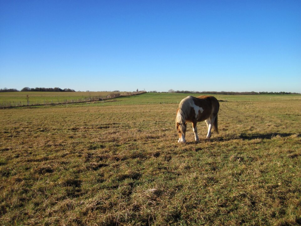 Eat graze coupling