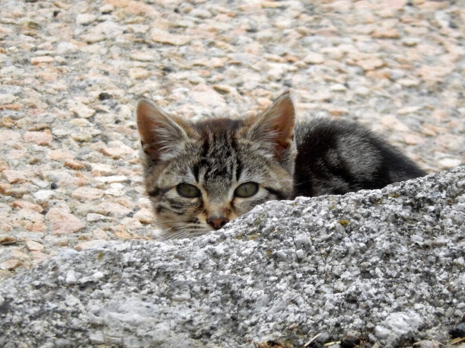 Cat animal cat eyes photo