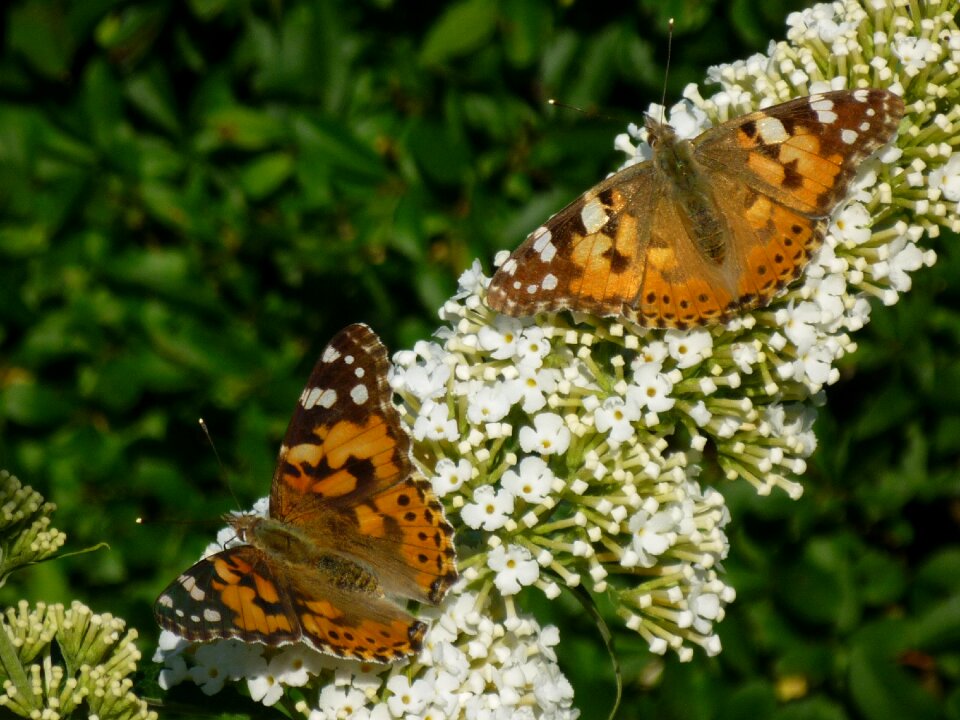Summer animal buddleja davidii