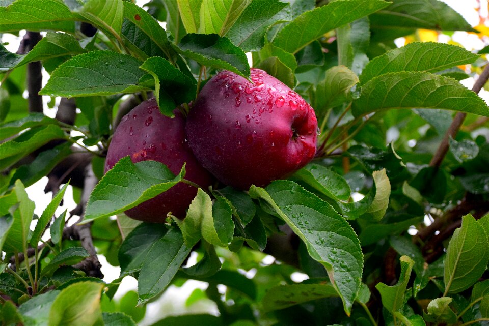 Freshness juicy sweet