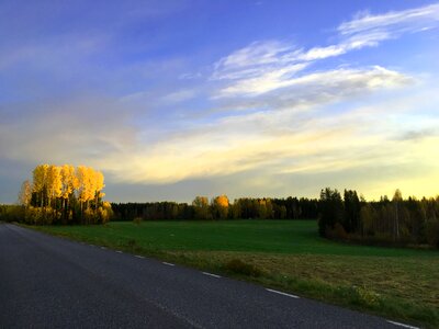 Tree forest nature photo