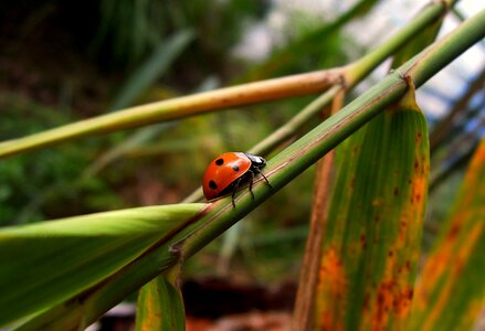 Small animal bug pistepirkko
