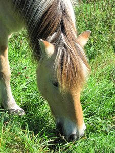 Horse animal meadow