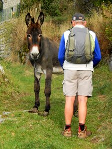 Meeting donkey man