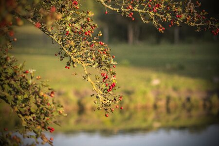 Landscape fall hawthorn fruit red