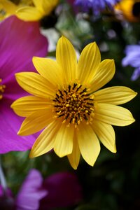 Yellow petal plant photo