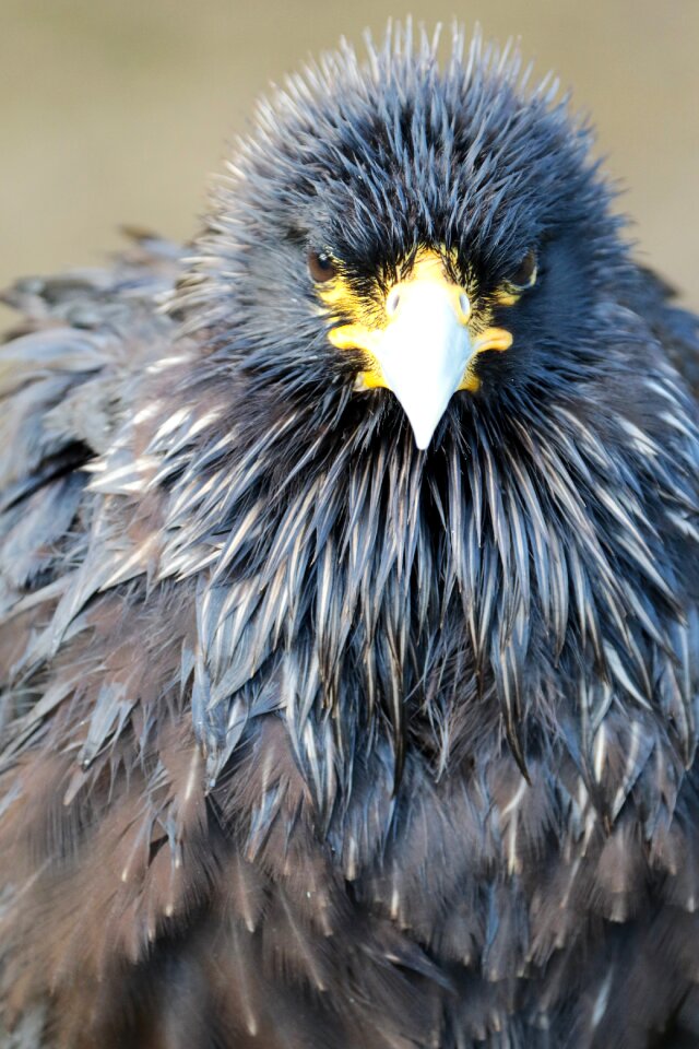 Animal wildlife crested