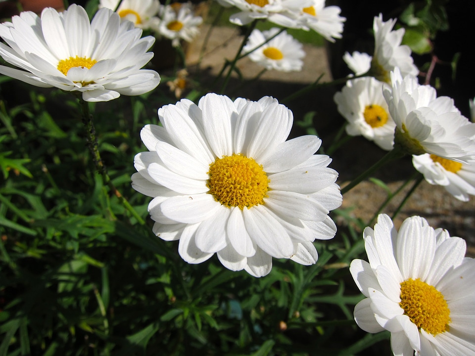 Spring floral blossom