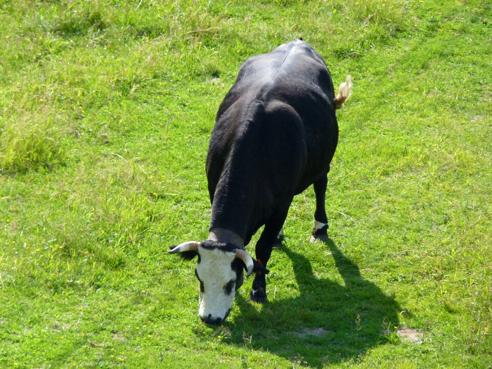 Nature agriculture