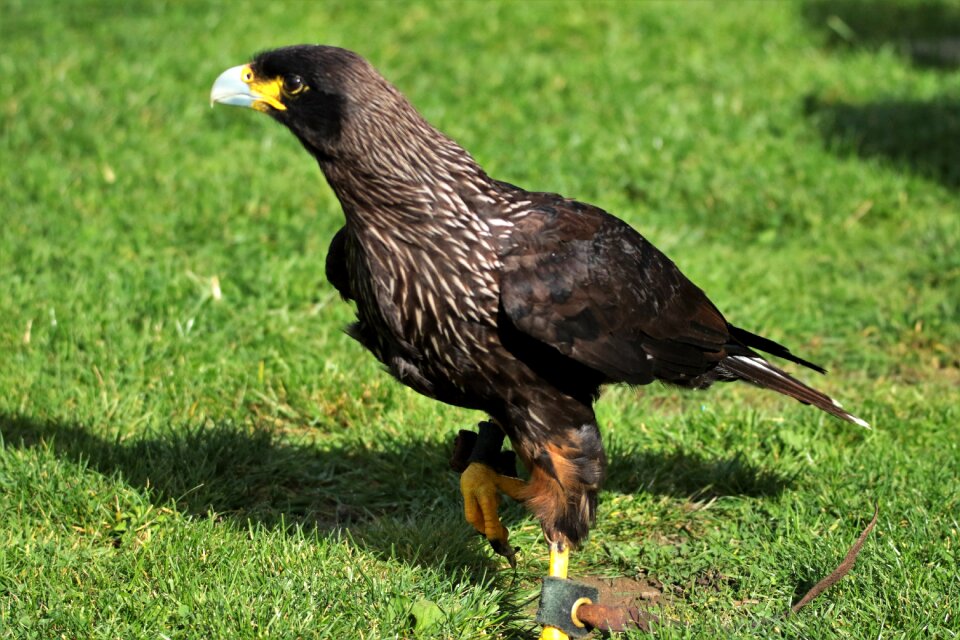 Animal wildlife crested