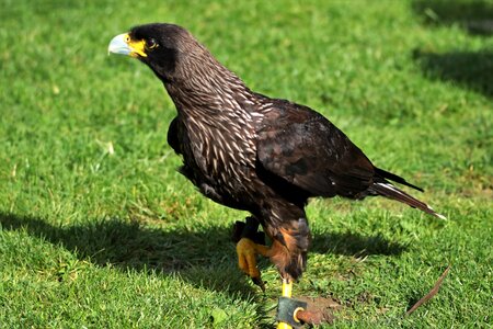 Animal wildlife crested