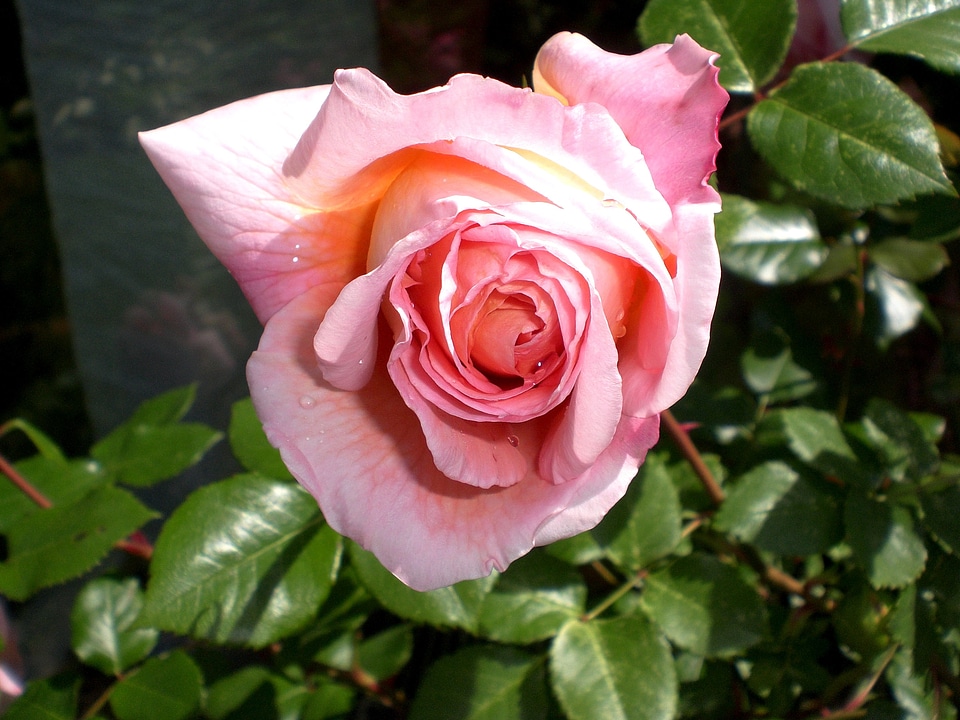 Rose bloom fragrance beauty