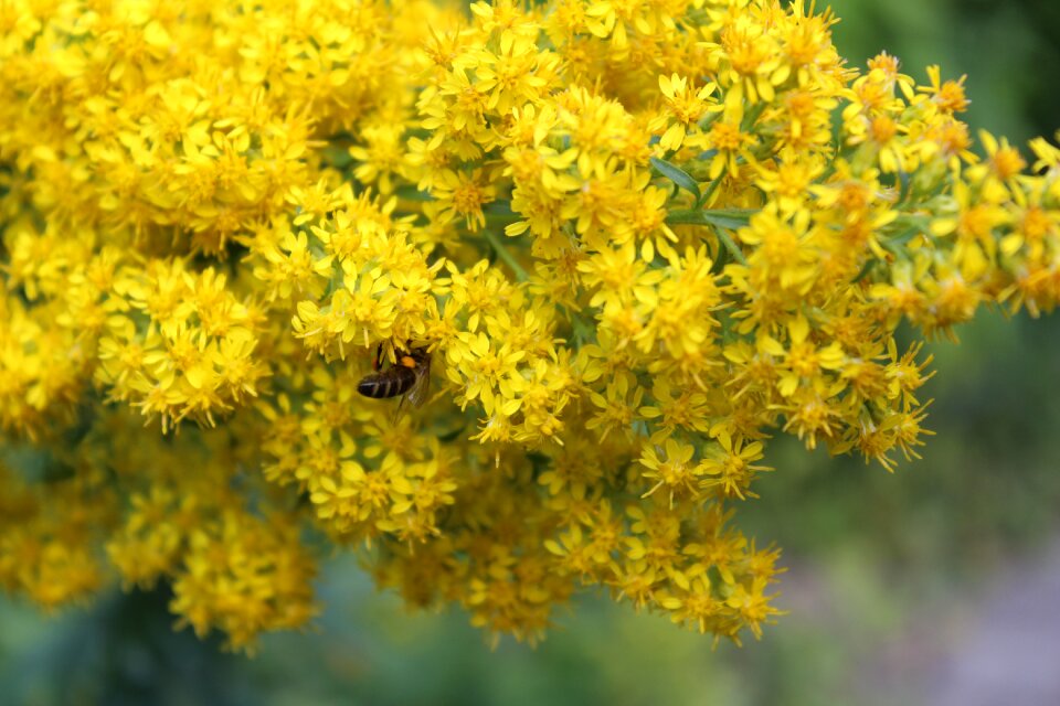Garden meditation bees