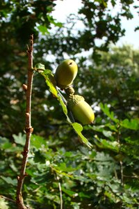 Acorns forest leaves
