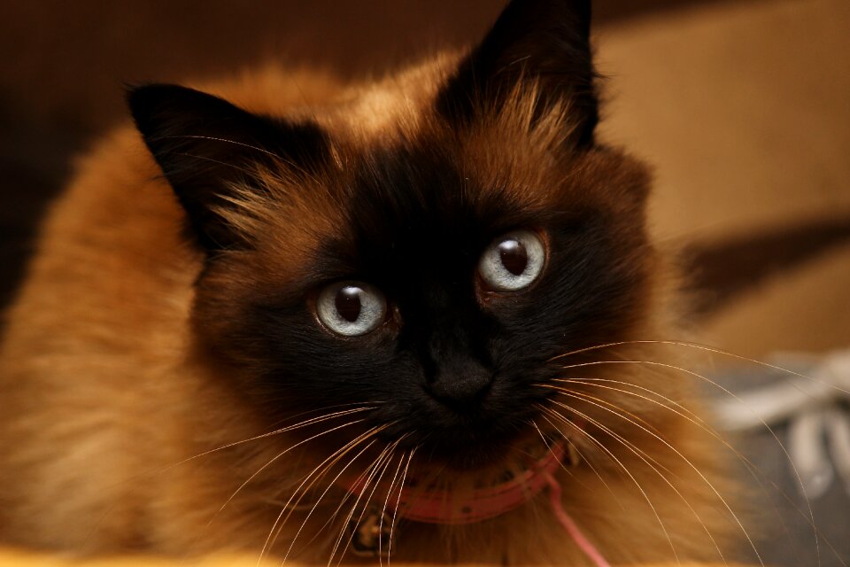 Cat eyes animals cat head