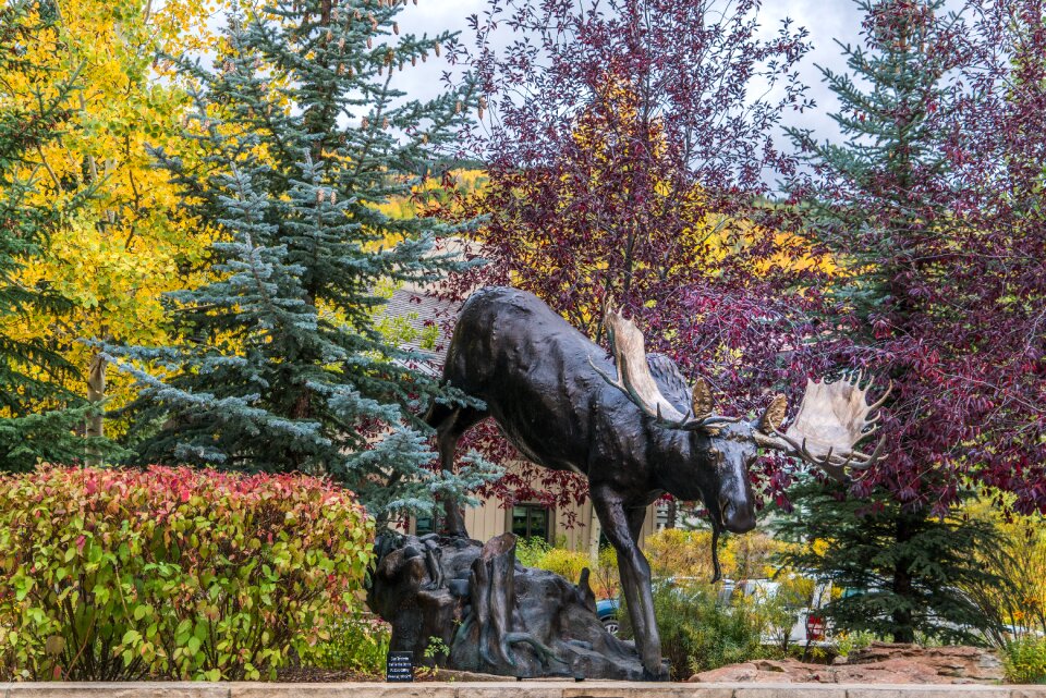 Moose foliage trees