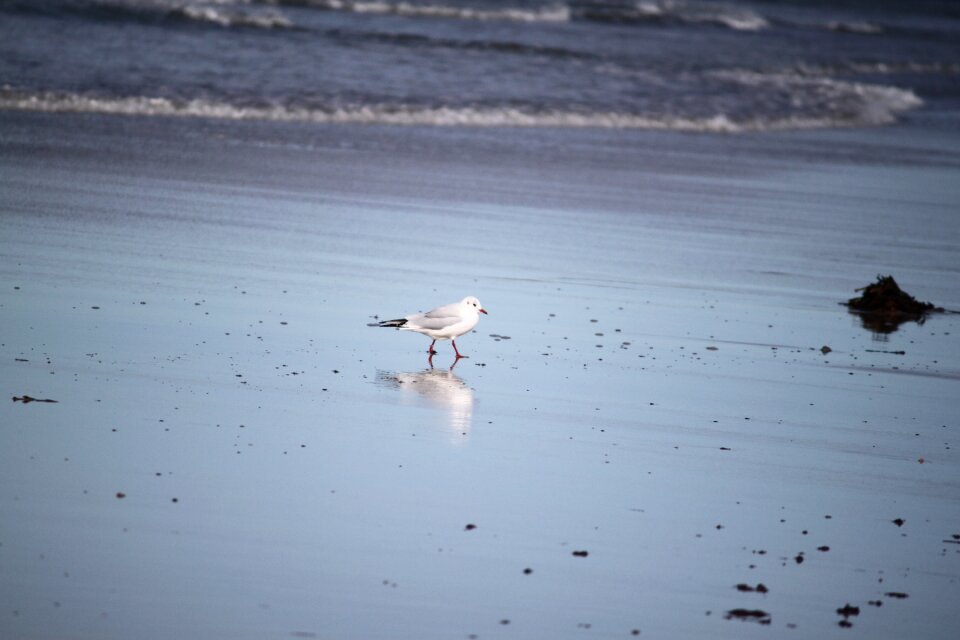 Lonely same beach